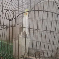 عروس هلندی لوتینو سخنگو معاوضه باکبوتر و کوتوله نر|پرنده|مشهد, خواجه ربیع|دیوار