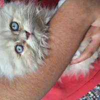 گربه پرشین|گربه|بم, |دیوار