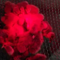 جوجه غاز محلی