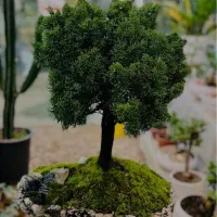 بنسای کلکسیونی