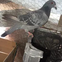 کبوتر سنگی|پرنده|سراوان, |دیوار