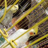 عروس هلندی|پرنده|تهران, آزادشهر|دیوار