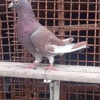 پلاکی نر|پرنده|میناب, |دیوار