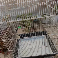 قفس پرنده|لوازم جانبی حیوانات|سبزوار, رضوی|دیوار