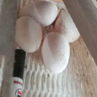 تخم گلین لری