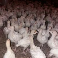 جوجه بوقلمون یک ماهه 380