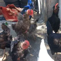 مرغ،لاری،