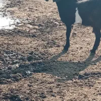 سه راس بزقاله|حیوانات مزرعه|گنبد کاووس, |دیوار