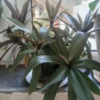 گل وگیاه|گل و گیاه طبیعی|خوی, |دیوار