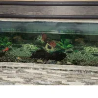 اکواریوم بزرگ|ماهی|خنداب, |دیوار