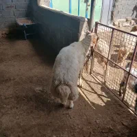 یک عدد ورن داشتی