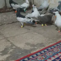 فروش کبوتر