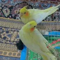 عروس هلندی 6 ماهه|پرنده|خوانسار, |دیوار