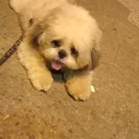 شیتزو فلت عروسکی نر 2ساله|سگ|آستانه اشرفیه, |دیوار