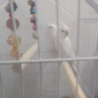 عروس هلندی مولد