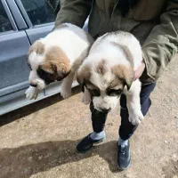 سگ نر|سگ|ساروق, |دیوار