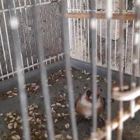 سهره ماده|پرنده|اردبیل, |دیوار