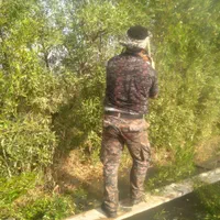 هرس،خرید چوب درختان