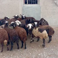 بره ماده شیشک