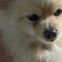 سگ پامر گمشده (کوکو) منطقه۳