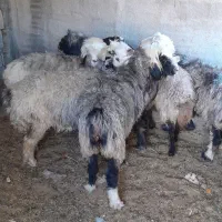 6 راس میش چاق  روزگاری