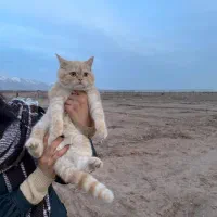 بچه گربه 5 ماهه