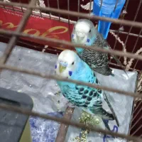 اهواز کوت عبدالله|پرنده|کارون, |دیوار