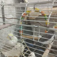 عروس هلندی جوان