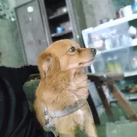سگ گمشده