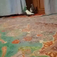 کبوتر سینه ای|پرنده|هامون, |دیوار