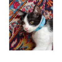 گربه پنج ماهه گم شده