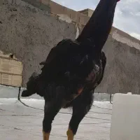 خروس‌لاری‌|حیوانات مزرعه|محمدیه-قزوین, |دیوار