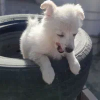 سگ پامر|سگ|مشهد, ویلاشهر|دیوار