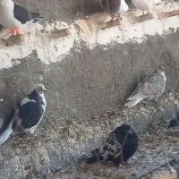 کفتر پرشی جفتگاه جوجه