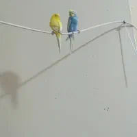 مرغ عشق