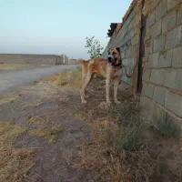 توله یکساله