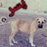 واگذاری توله سرابی