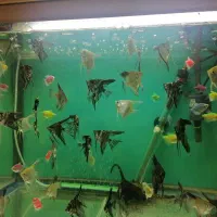 ماهی آنجل 4 سانت به بالا|ماهی|مشهد, امیریه|دیوار