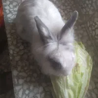 خرگوش|موش و خرگوش|نقده, |دیوار