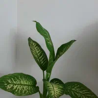 گل آپارتمانی