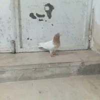 طوقی های درجه یک