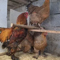 خروس و مرغ مولد برهما پاتریج