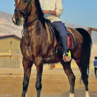 اسب|اسب و تجهیزات اسبسواری|سیاخ دارنگون, |دیوار