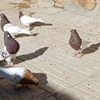 کبوترکله سرخ وطوقی