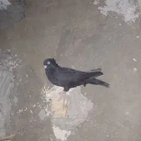 زاغ چشنک