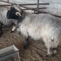 نرمیش|حیوانات مزرعه|ایذه, |دیوار