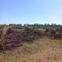 خرید انواع چوب و درخت|خدمات باغبانی و درختکاری|بناب, |دیوار