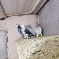 صید بوم بلند