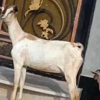 بز صومال|حیوانات مزرعه|بندرعباس, |دیوار