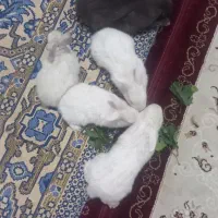 خرگوش